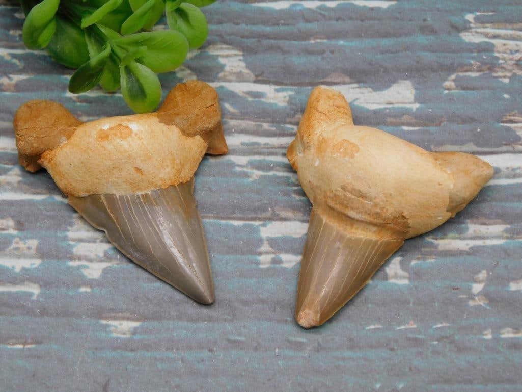 SHARK TEETH ROCK STONE LAPIDARY SPECIMEN (1 of 2)