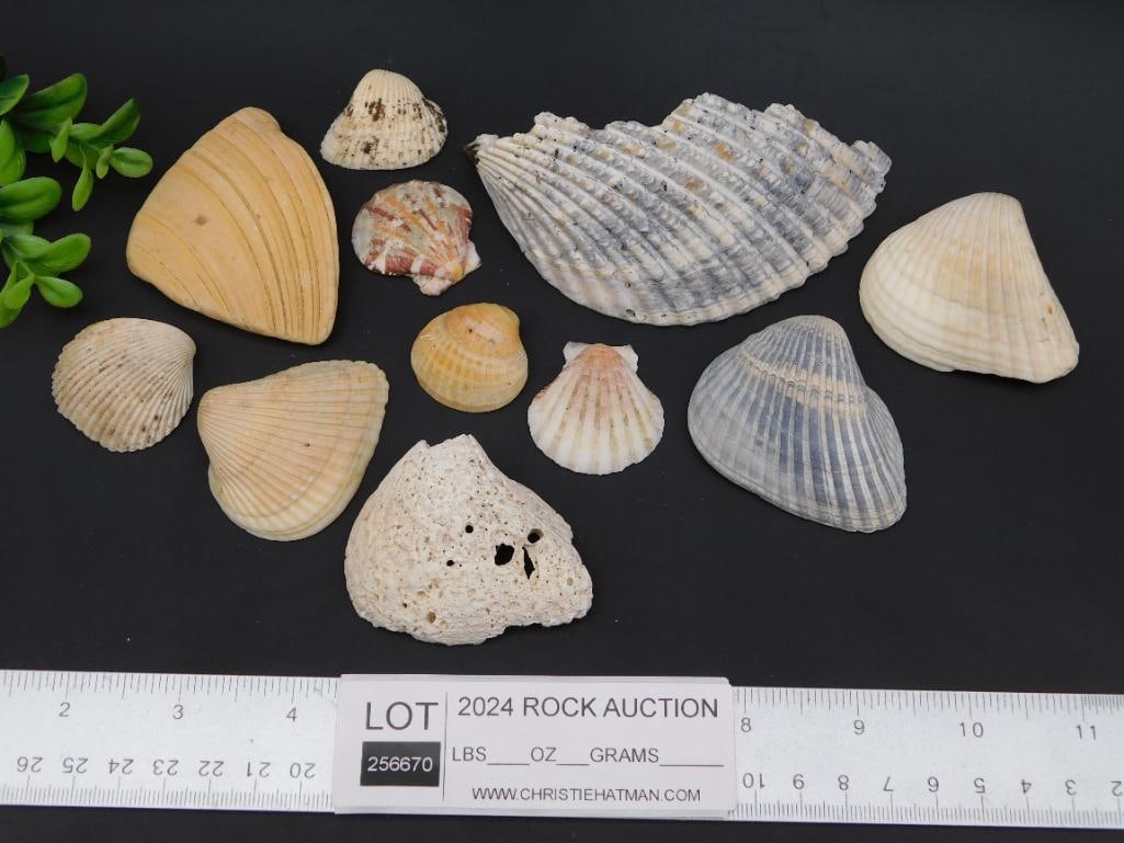 SEA SHELLS - 4
