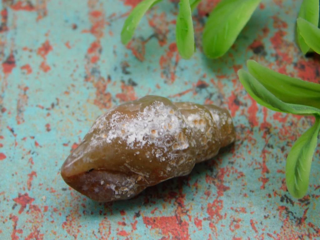 FOSSILIZED GASTROPOD ROCK STONE LAPIDARY SPECIMEN: FOSSILIZED GASTROPOD ROCK STONE LAPIDARY SPECIMEN