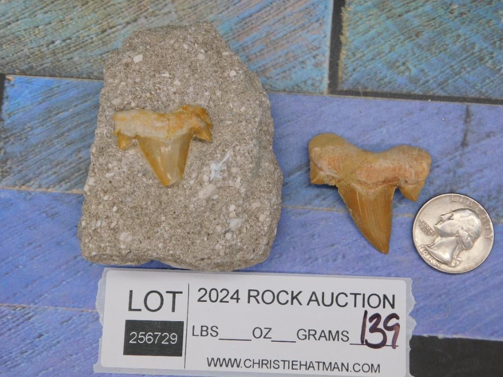 SHARK TEETH ROCK STONE LAPIDARY SPECIMEN - 2
