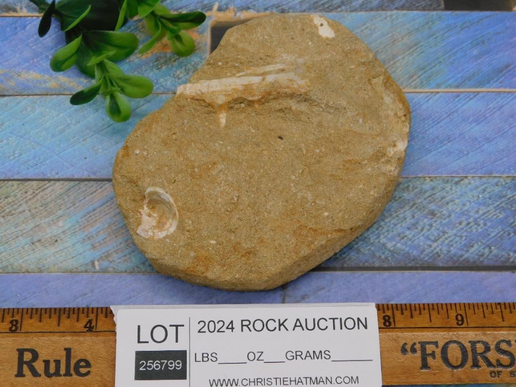 FOSSILS IN MATRIX - 2