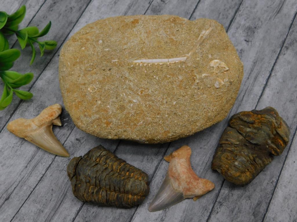 MIXED FOSSIL ROCK STONE LAPIDARY SPECIMEN: MIXED FOSSIL ROCK STONE LAPIDARY SPECIMEN