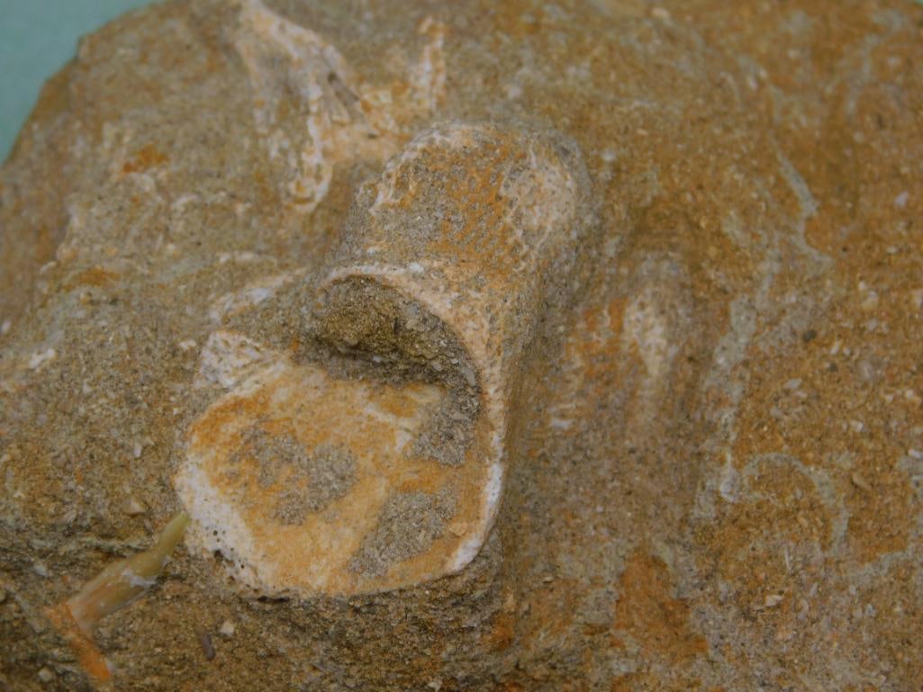 FOSSIL IN MATRIX ROCK STONE LAPIDARY SPECIMEN - 2