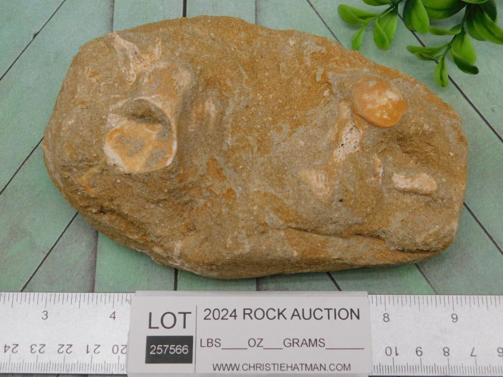 FOSSIL IN MATRIX ROCK STONE LAPIDARY SPECIMEN - 3