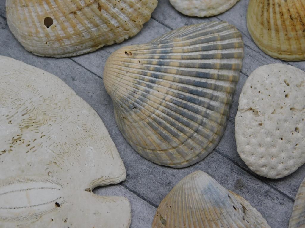 SEA SHELLS - 2
