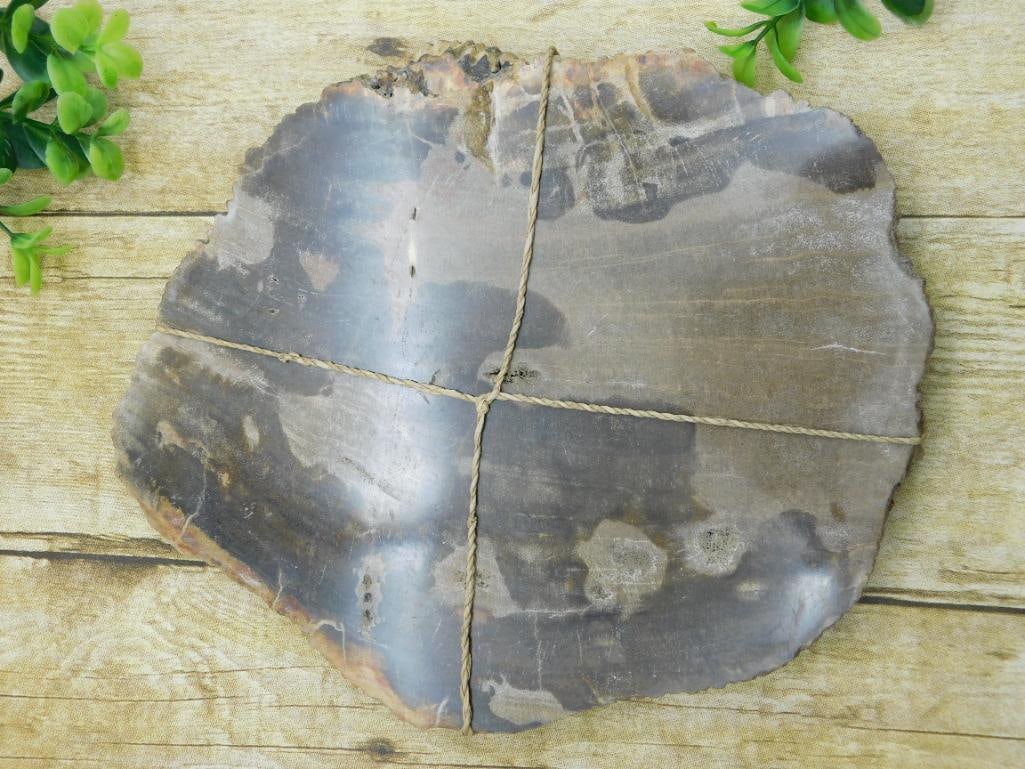 PETRIFIED WOOD SLAB ROCK STONE LAPIDARY SPECIMEN: PETRIFIED WOOD SLAB ROCK STONE LAPIDARY SPECIMEN