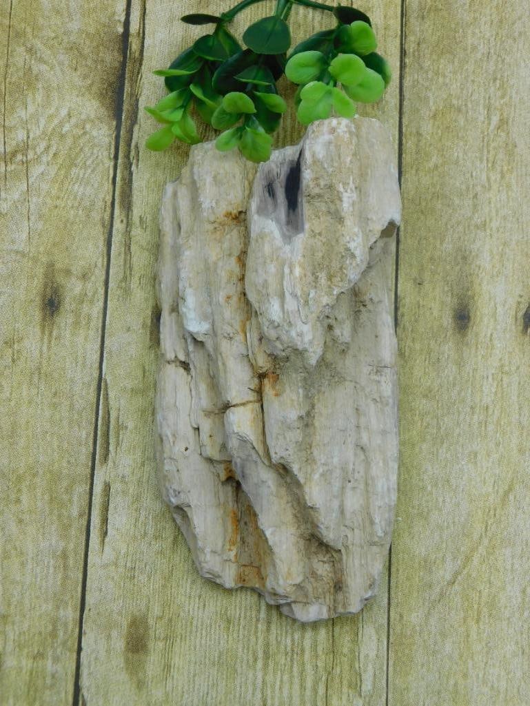 PETRIFIED WOOD ROCK STONE LAPIDARY SPECIMEN: PETRIFIED WOOD ROCK STONE LAPIDARY SPECIMEN