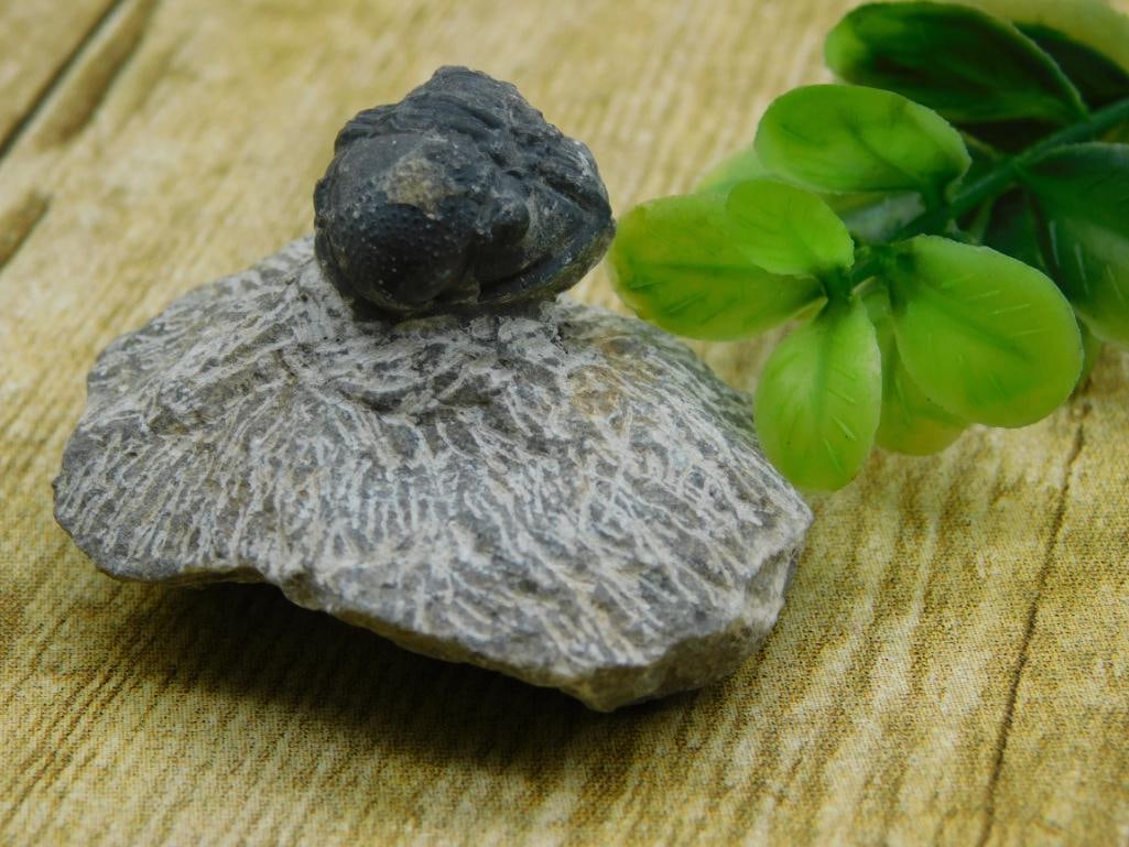 TRILOBITE FOSSIL ROCK STONE LAPIDARY SPECIMEN: TRILOBITE FOSSIL ROCK STONE LAPIDARY SPECIMEN