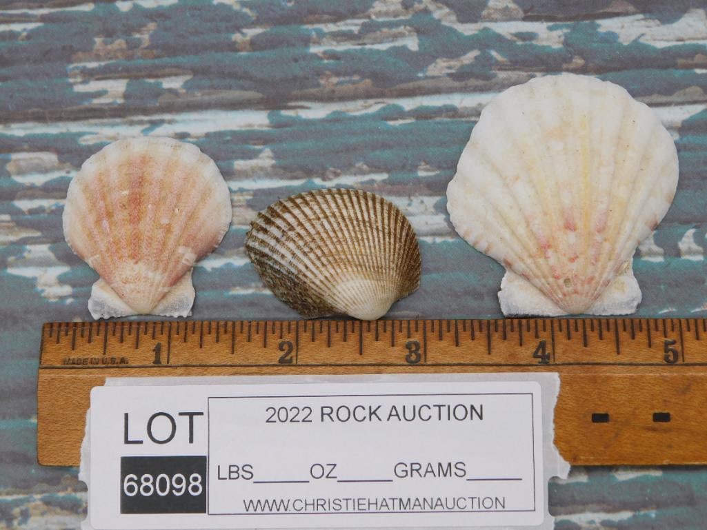 SEA SHELL ROCK STONE LAPIDARY SPECIMEN - 2