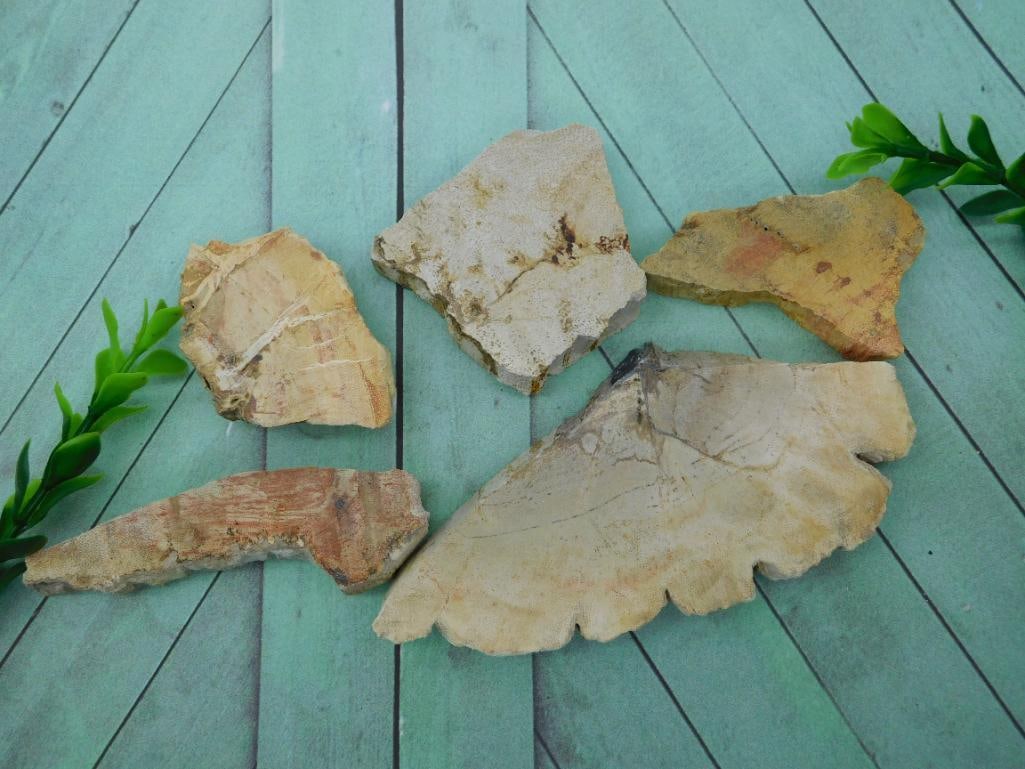 PETRIFIED WOOD SLAB PIECES ROCK STONE LAPIDARY SPECIMEN: PETRIFIED WOOD SLAB PIECES ROCK STONE LAPIDARY SPECIMEN