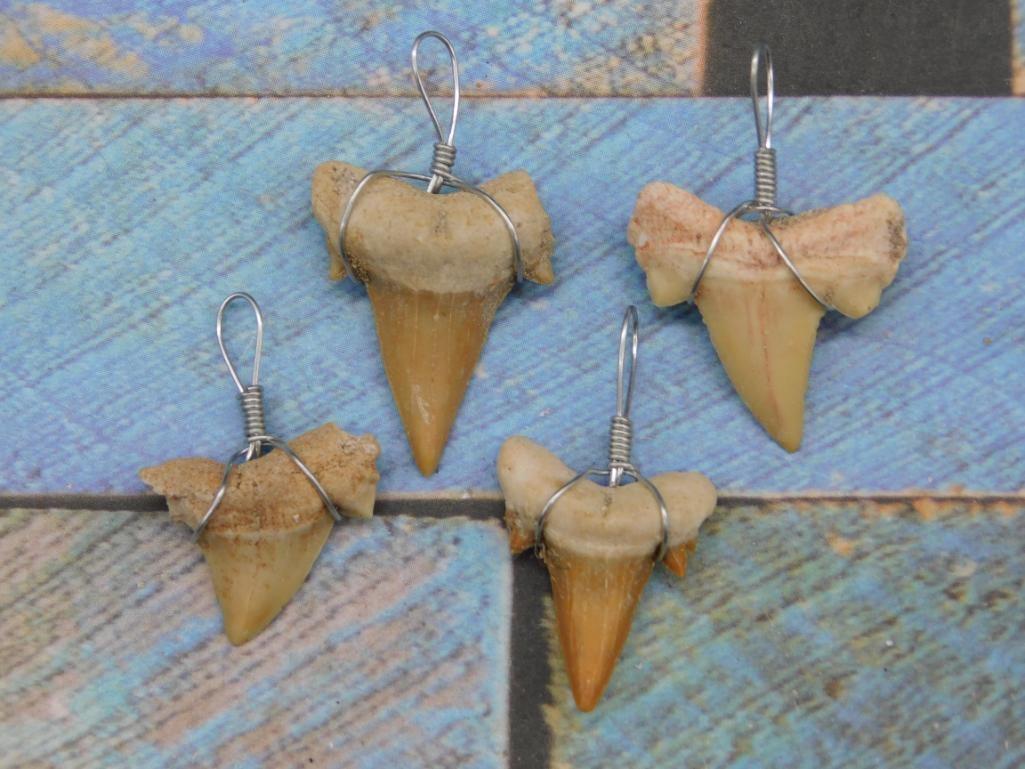 SHARK TEETH PENDANTS ROCK STONE LAPIDARY SPECIMEN: SHARK TEETH PENDANTS ROCK STONE LAPIDARY SPECIMEN
