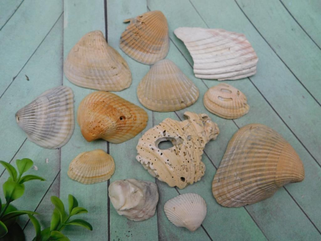 SEA SHELLS: SEA SHELLS