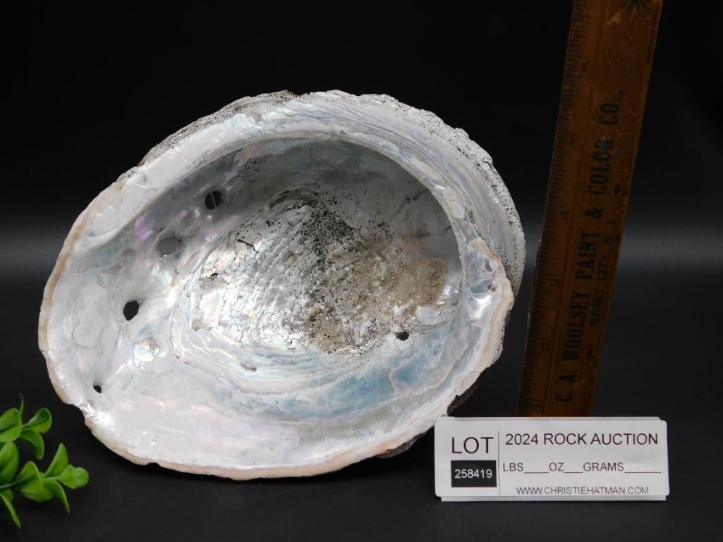 ABALONE SHELL - 2