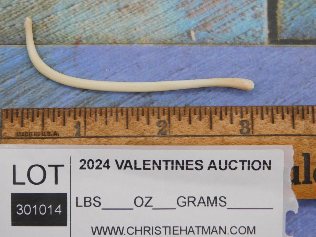 RACCOON BACULUM PENIS BONE - 2