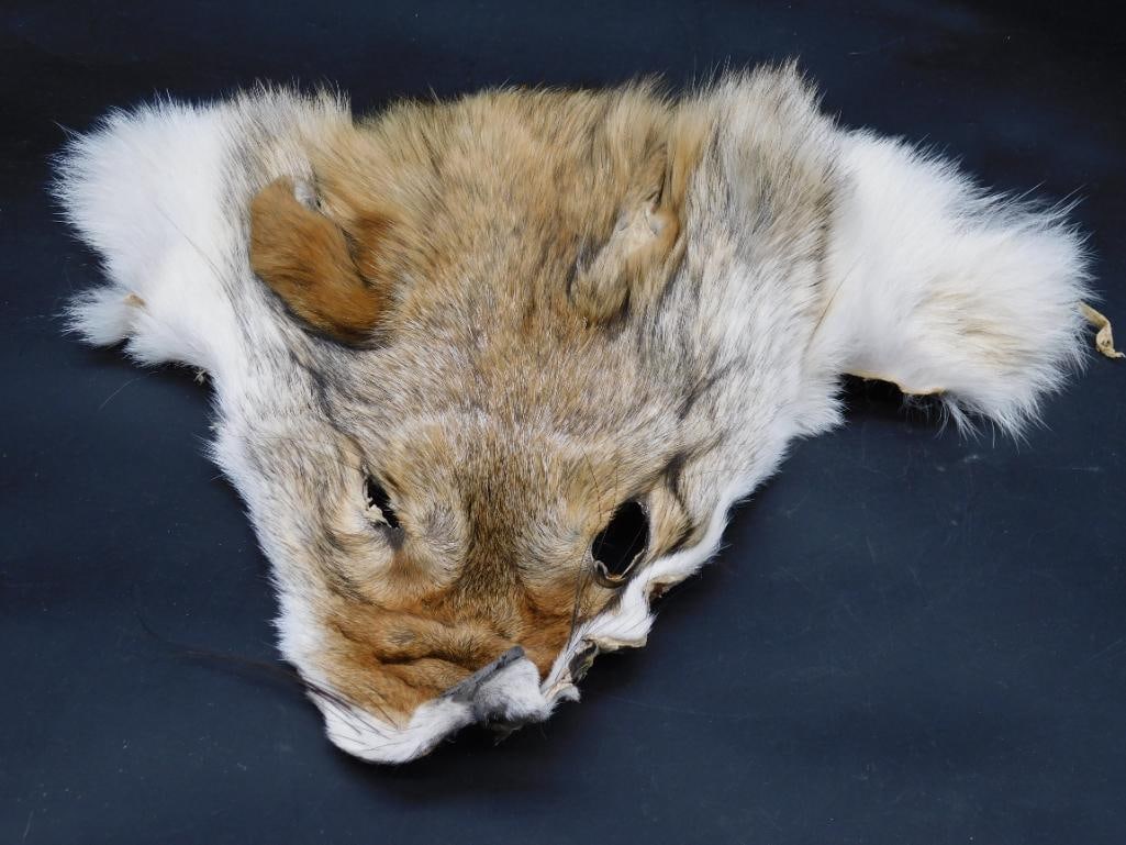 COYOTE FACE PELT TAXIDERMY (1 of 2)
