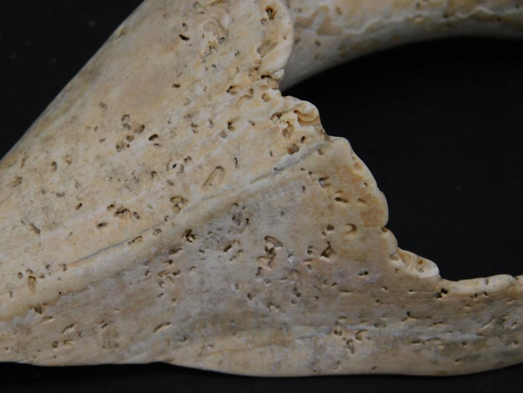 SEA SHELL ROCK STONE LAPIDARY SPECIMEN - 2