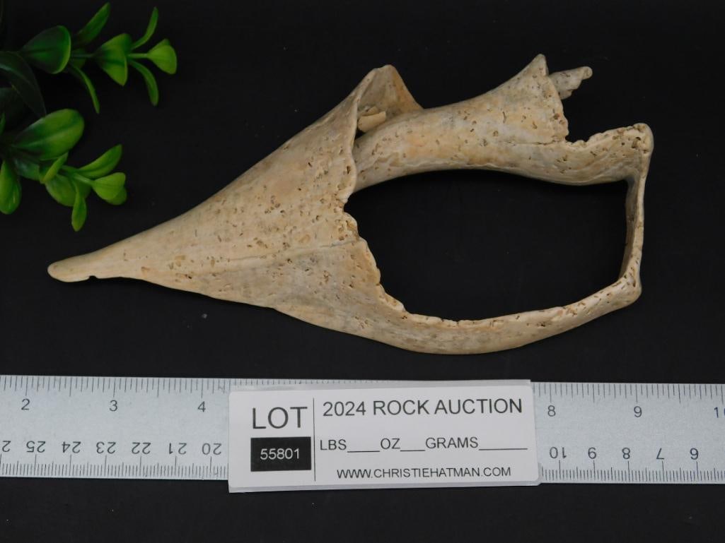 SEA SHELL ROCK STONE LAPIDARY SPECIMEN - 3