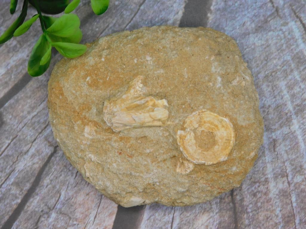 FOSSILS IN MATRIX ROCK STONE LAPIDARY SPECIMEN (1 of 2)