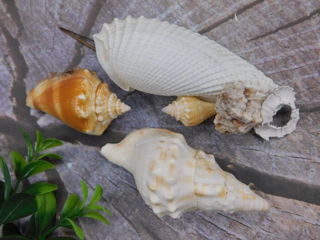 SEA SHELLS (1 of 2)
