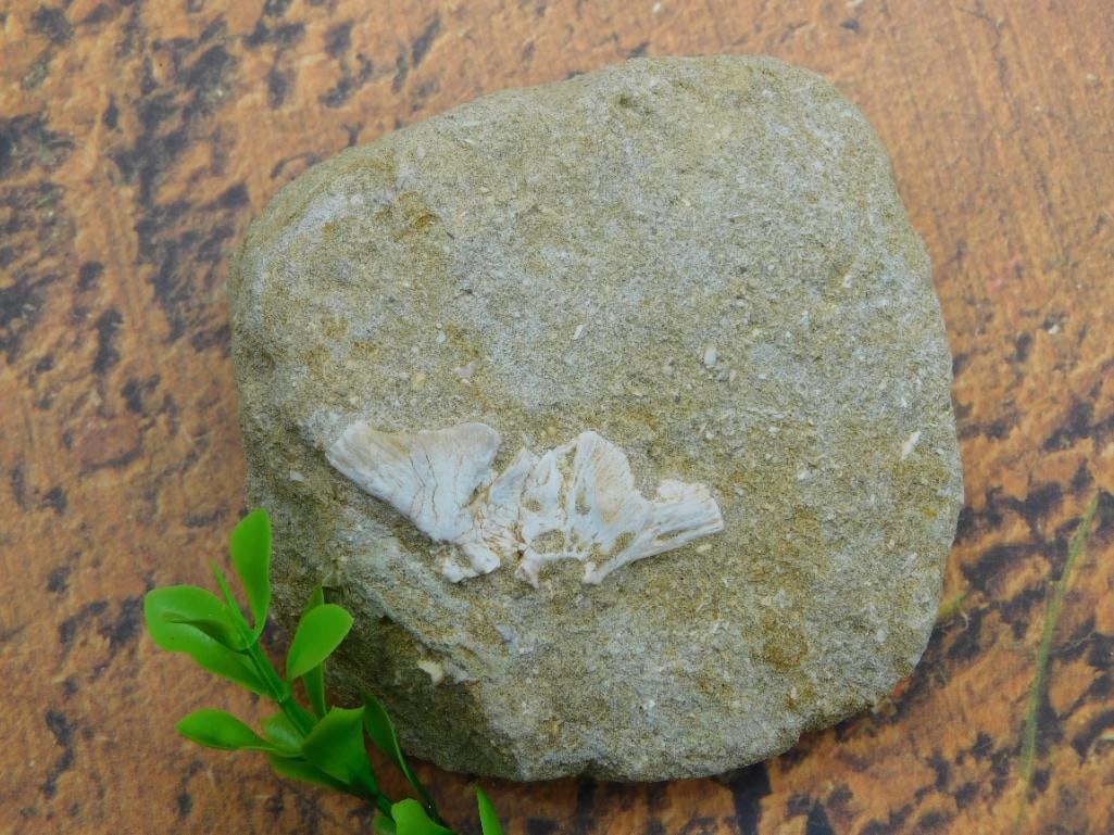 DINOSAUR BONE IN MATRIX ROCK STONE LAPIDARY SPECIMEN: DINOSAUR BONE IN MATRIX ROCK STONE LAPIDARY SPECIMEN