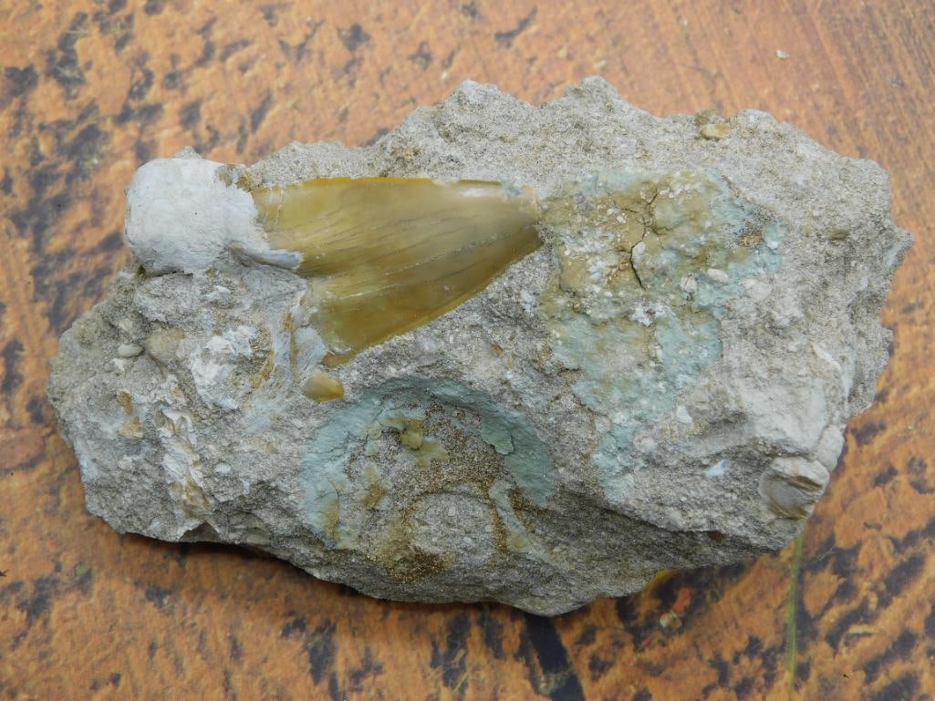 SHARK TOOTH IN MATRIX ROCK STONE LAPIDARY SPECIMEN: SHARK TOOTH IN MATRIX ROCK STONE LAPIDARY SPECIMEN