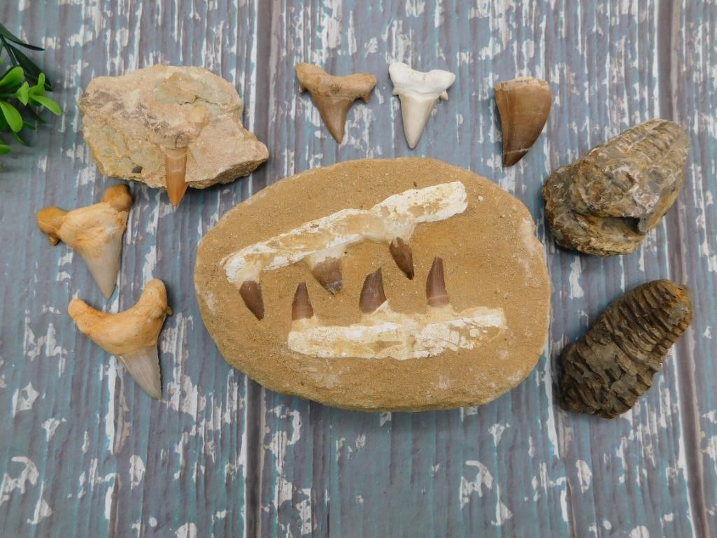 MIXED FOSSIL LOT ROCK STONE LAPIDARY SPECIMEN: MIXED FOSSIL LOT ROCK STONE LAPIDARY SPECIMEN