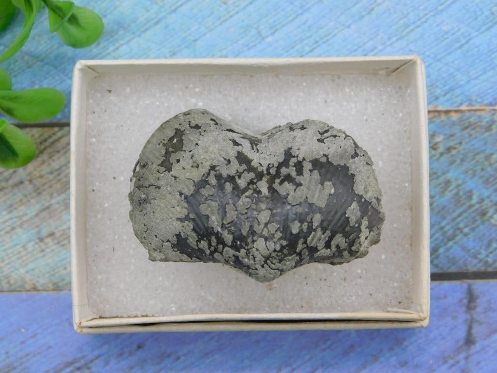 BRACHIOPOD ROCK STONE LAPIDARY SPECIMEN: BRACHIOPOD ROCK STONE LAPIDARY SPECIMEN