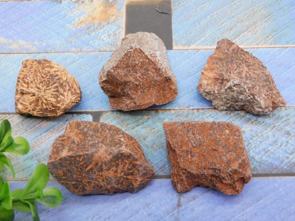 STARBURST JASPER ROCK STONE LAPIDARY SPECIMEN: STARBURST JASPER ROCK STONE LAPIDARY SPECIMEN