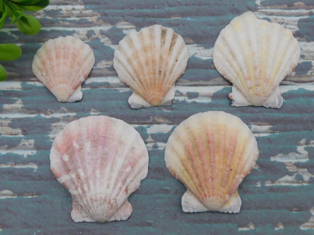 SEA SHELLS (1 of 2)