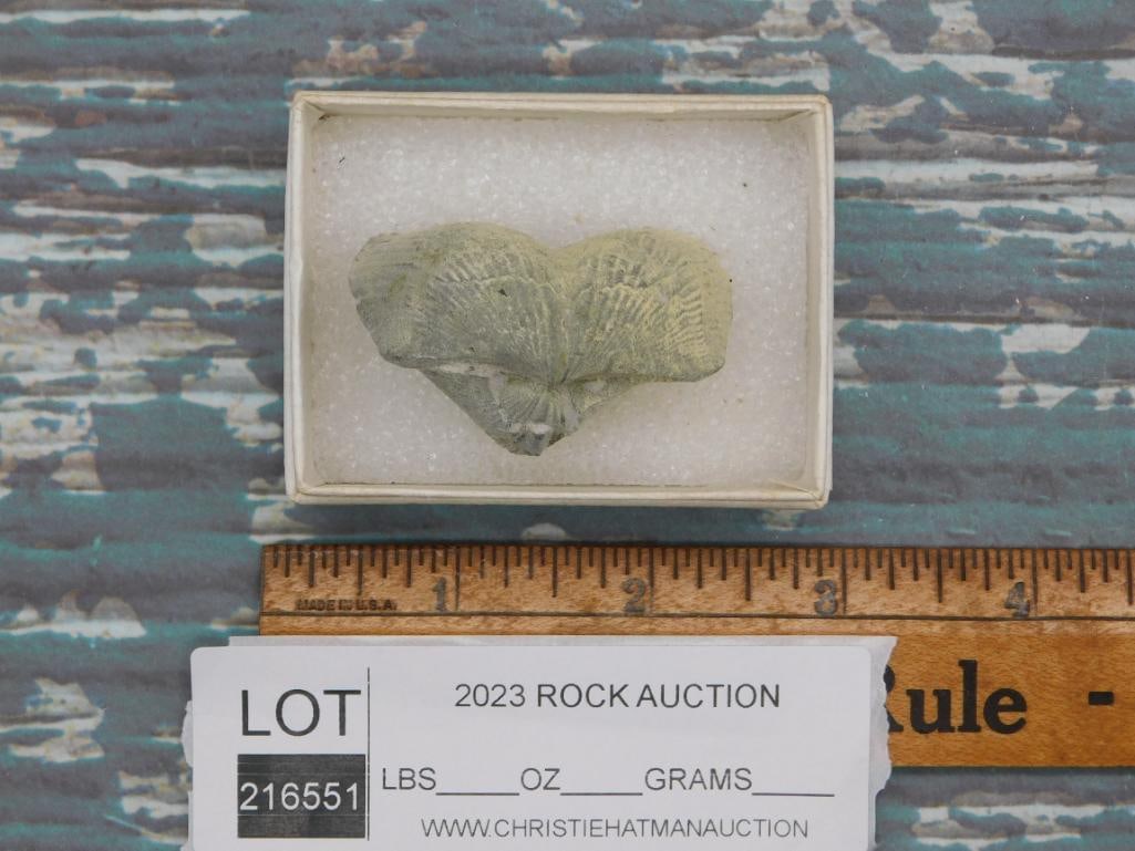 BRACHIOPOD ROCK STONE LAPIDARY SPECIMEN - 2