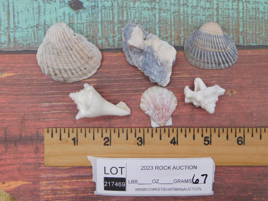 SEA SHELLS - 2
