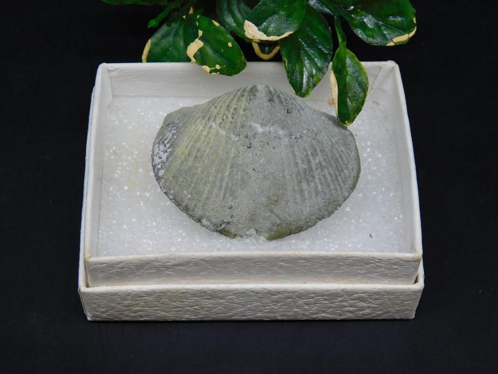 BRACHIOPOD ROCK STONE LAPIDARY SPECIMEN: BRACHIOPOD ROCK STONE LAPIDARY SPECIMEN