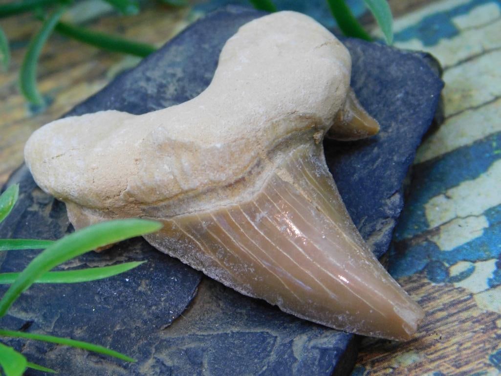 JEWELRY SALE! ROCK STONE LAPIDARY SPECIMEN: JEWELRY SALE! ROCK STONE LAPIDARY SPECIMEN