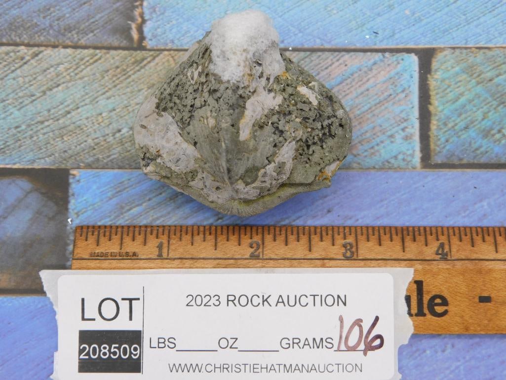 BRACHIOPOD ROCK STONE LAPIDARY SPECIMEN - 2