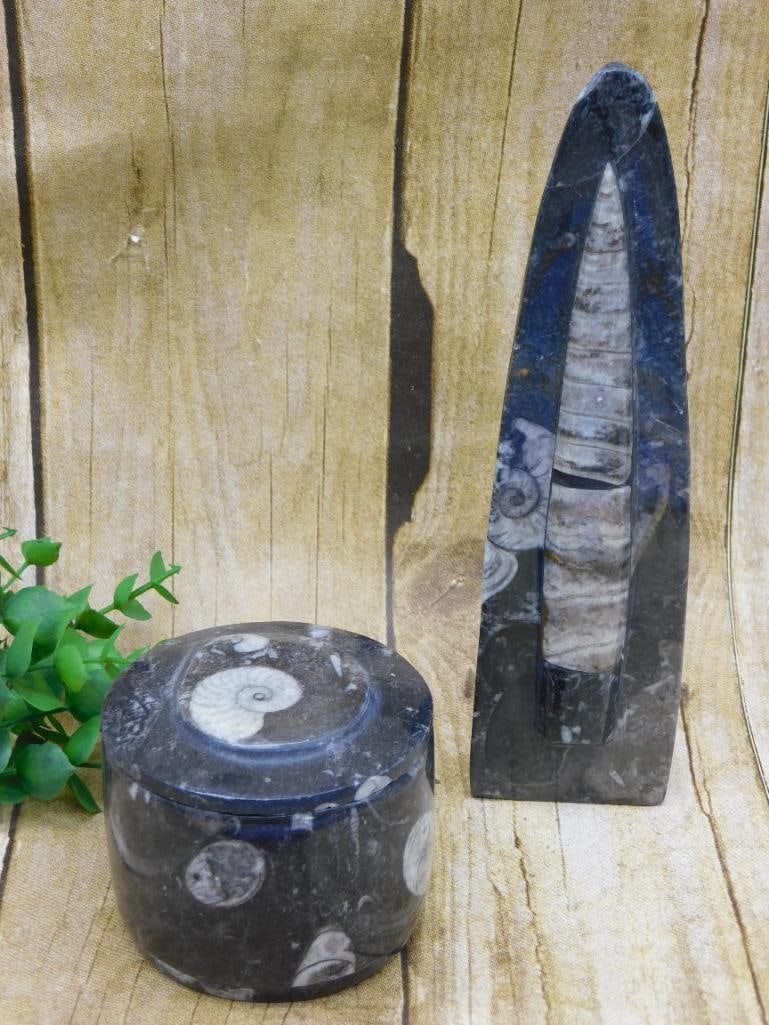 ORTHOCERAS ROCK STONE LAPIDARY SPECIMEN: ORTHOCERAS ROCK STONE LAPIDARY SPECIMEN