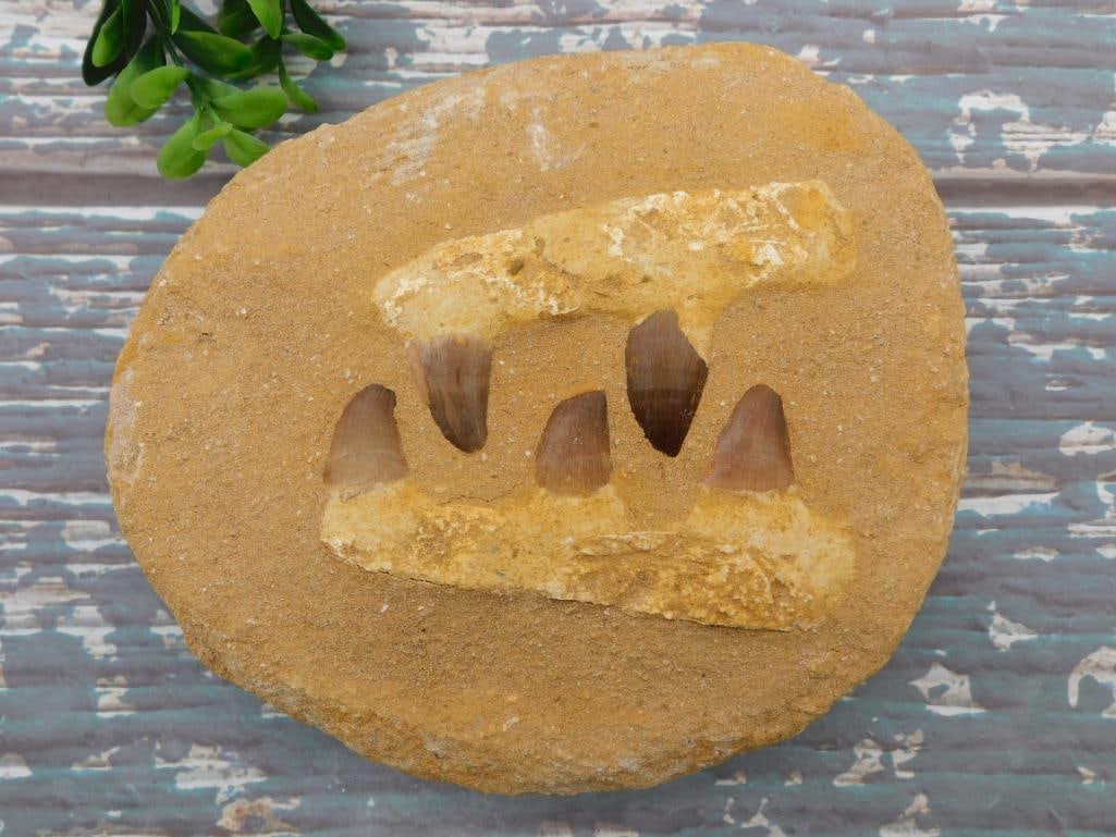 MOSASAUR TEETH IN DISPLAY ROCK STONE LAPIDARY SPECIMEN (1 of 3)