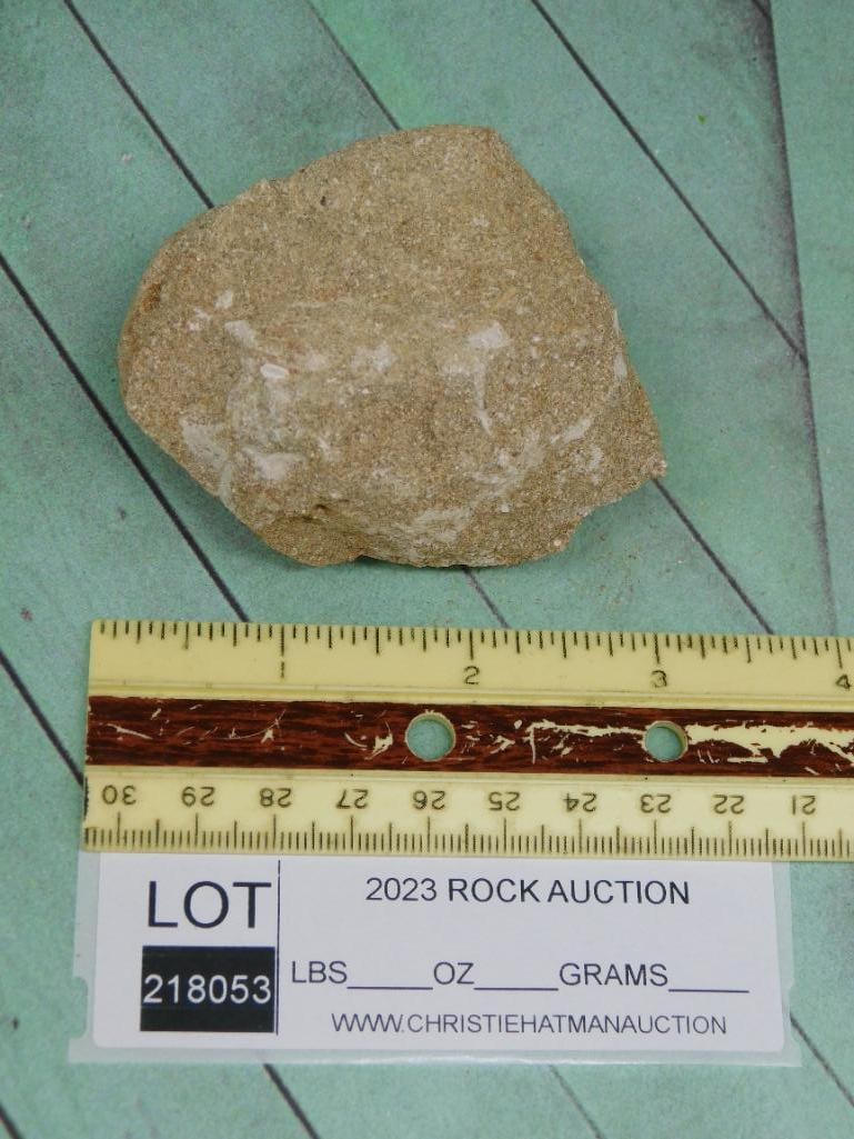 FOSSIL ROCK STONE LAPIDARY SPECIMEN - 2