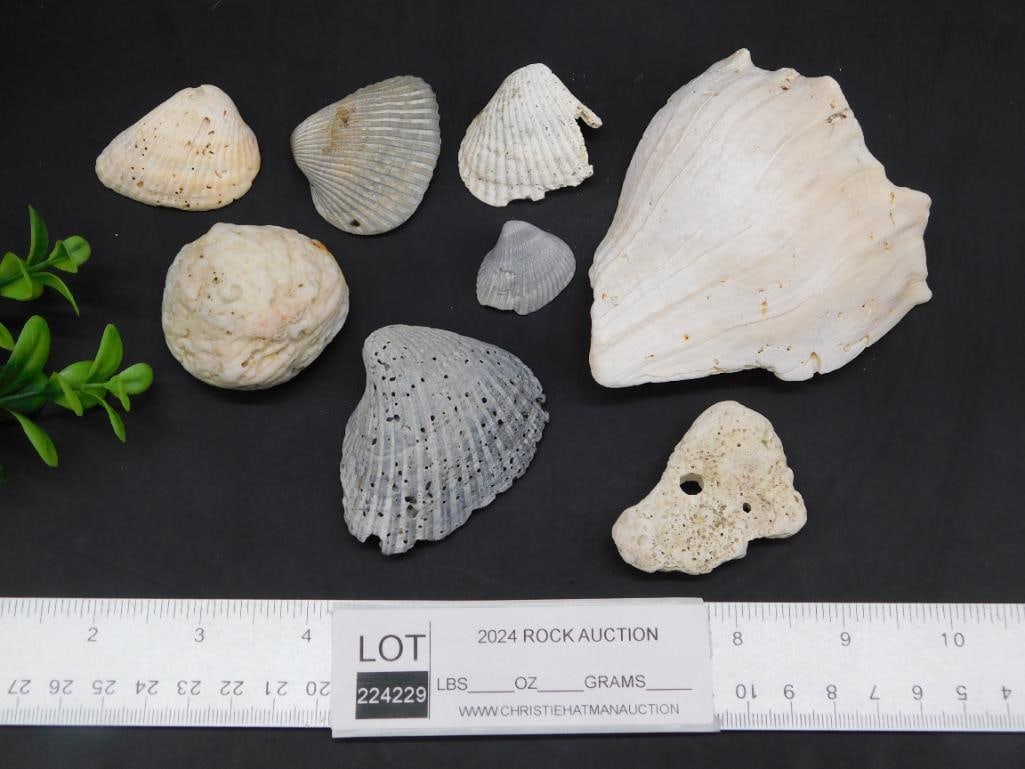 SHELLS - 2