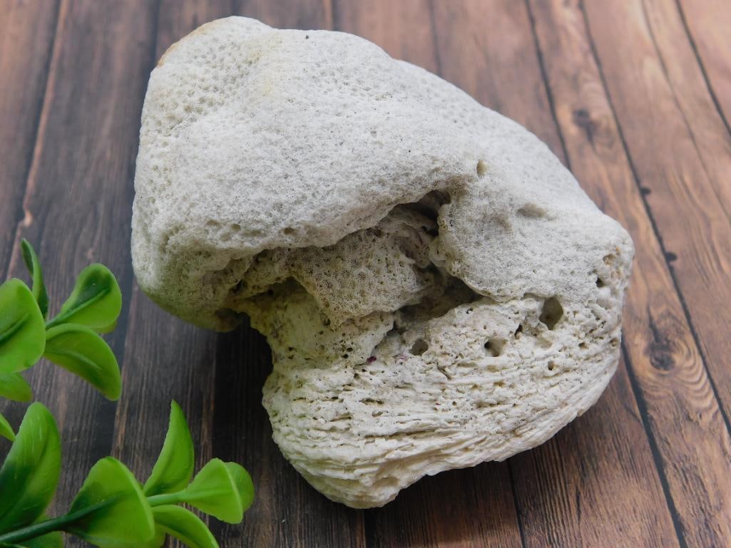 FOSSILIZED CORAL ROCK STONE LAPIDARY SPECIMEN: FOSSILIZED CORAL ROCK STONE LAPIDARY SPECIMEN