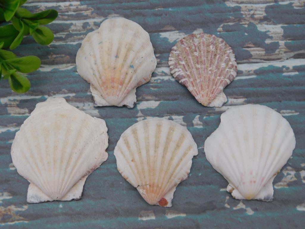 SCALLOP SHELLS: SCALLOP SHELLS