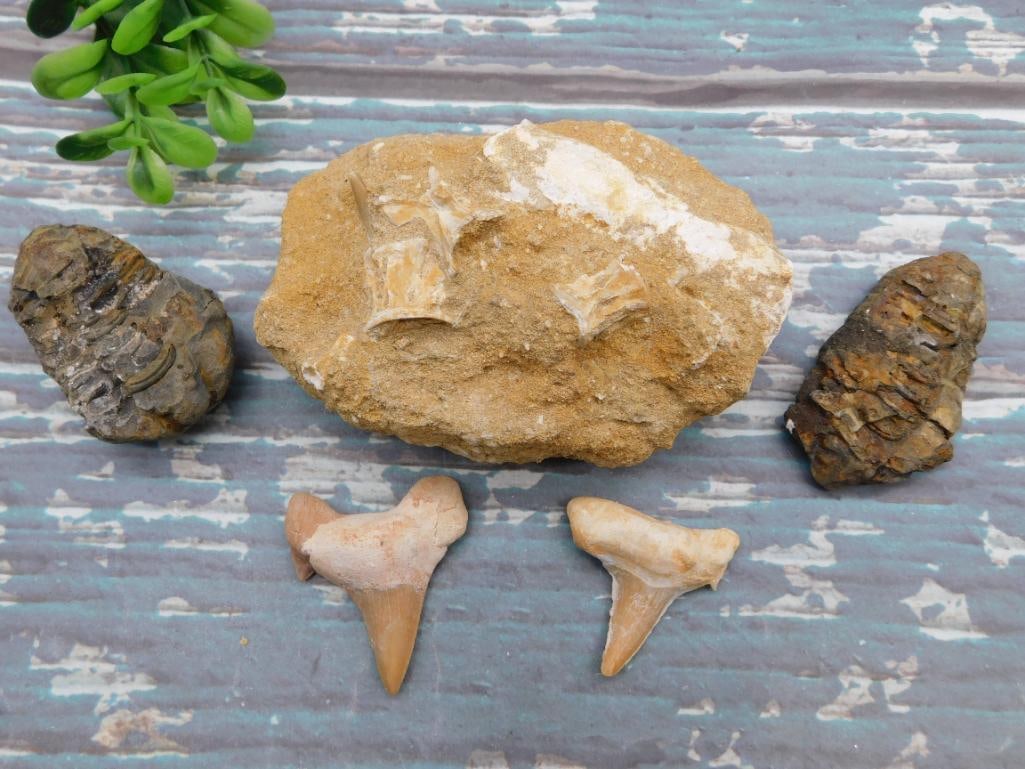 MIXED FOSSIL ROCK STONE LAPIDARY SPECIMEN: MIXED FOSSIL ROCK STONE LAPIDARY SPECIMEN