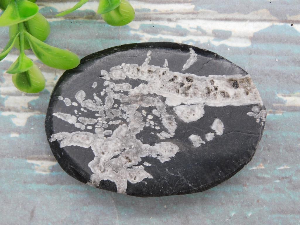 CHRYSANTHEMUM ROCK STONE LAPIDARY SPECIMEN: CHRYSANTHEMUM ROCK STONE LAPIDARY SPECIMEN