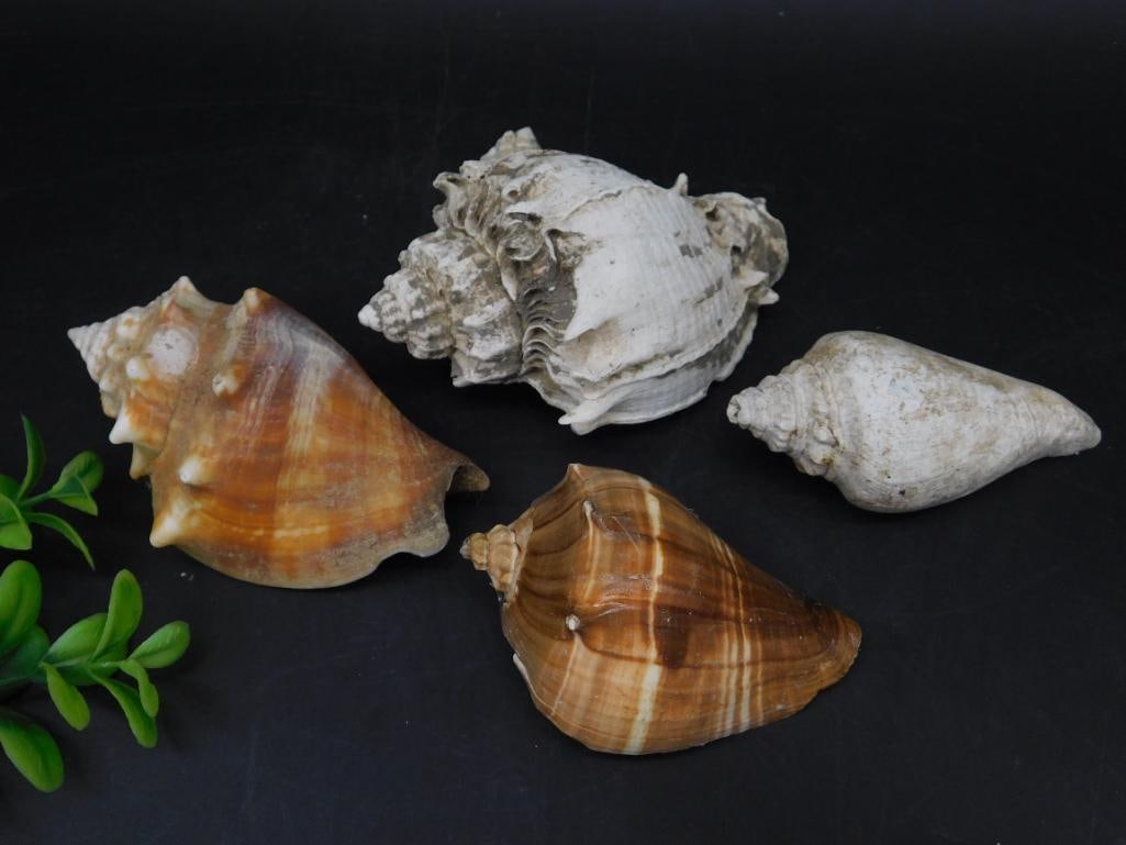 SEA SHELLS (1 of 3)