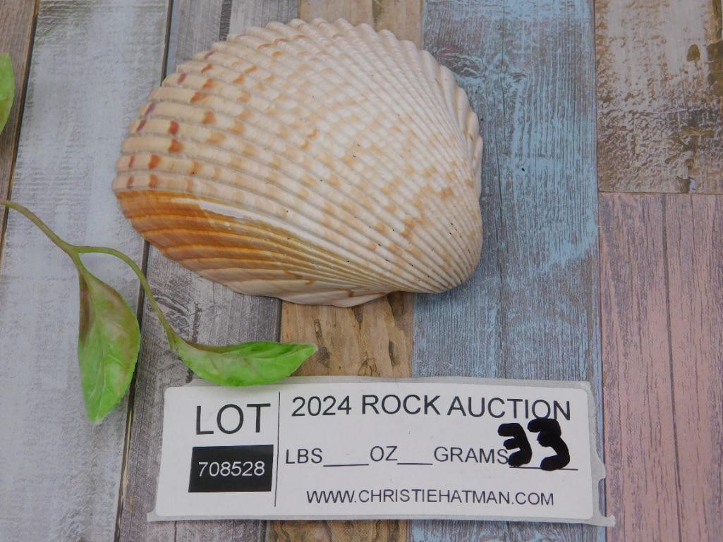Large Sea Shell with Ribbed Texture - 2