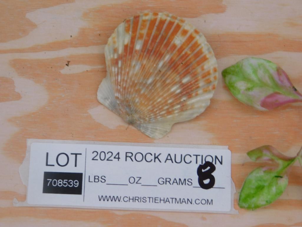 Orange and White Scallop Shell - 2