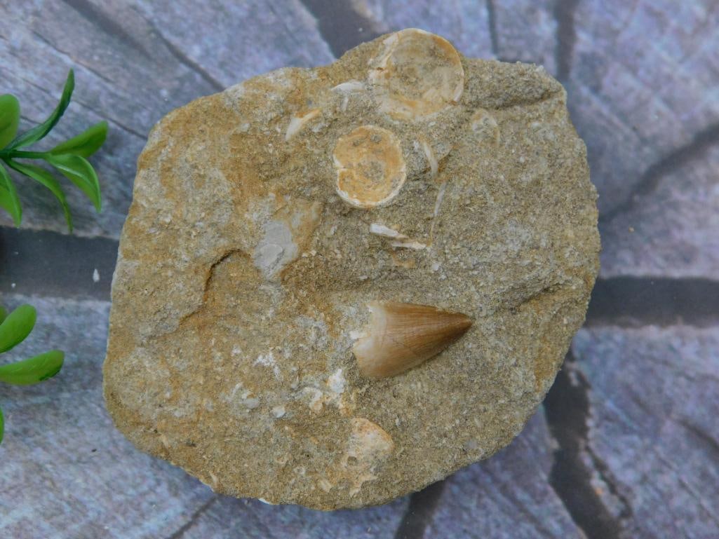 Fossilized Shark Tooth Embedded in Sedimentary Rock: Fossilized Shark Tooth Embedded in Sedimentary Rock