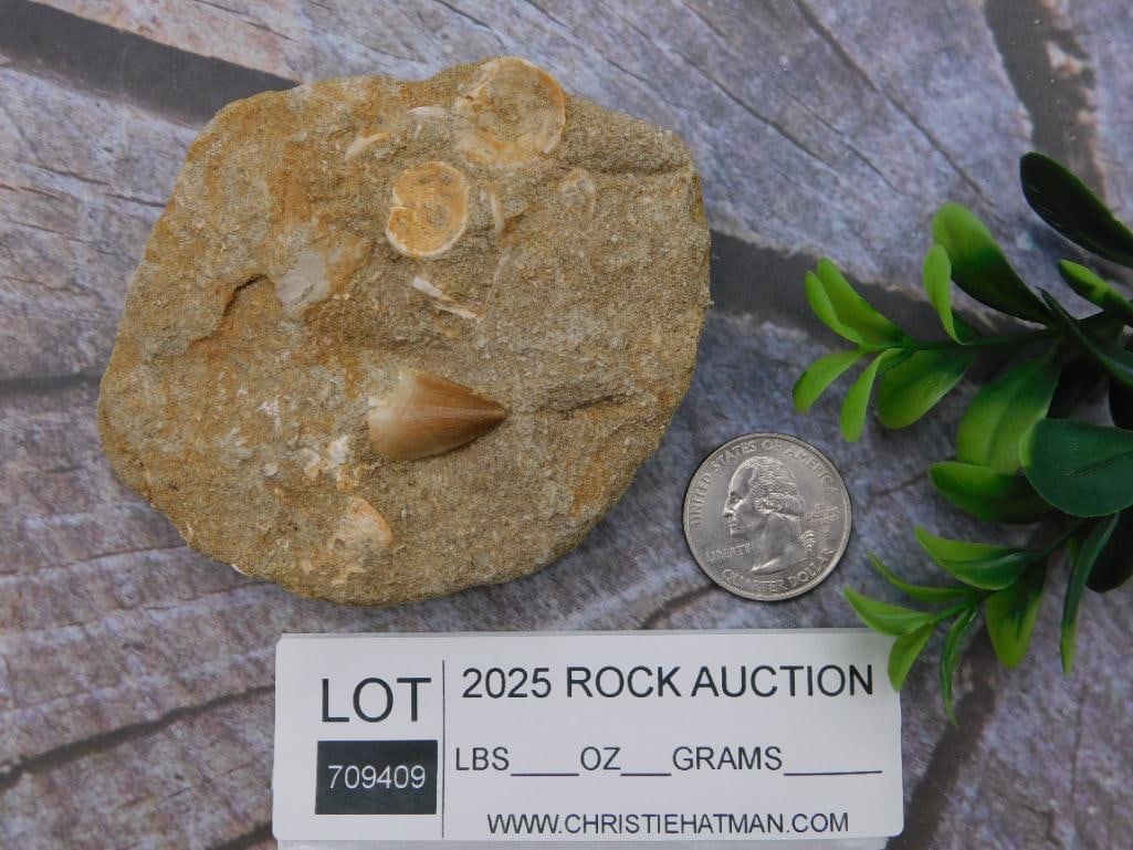 Fossilized Shark Tooth Embedded in Sedimentary Rock - 2