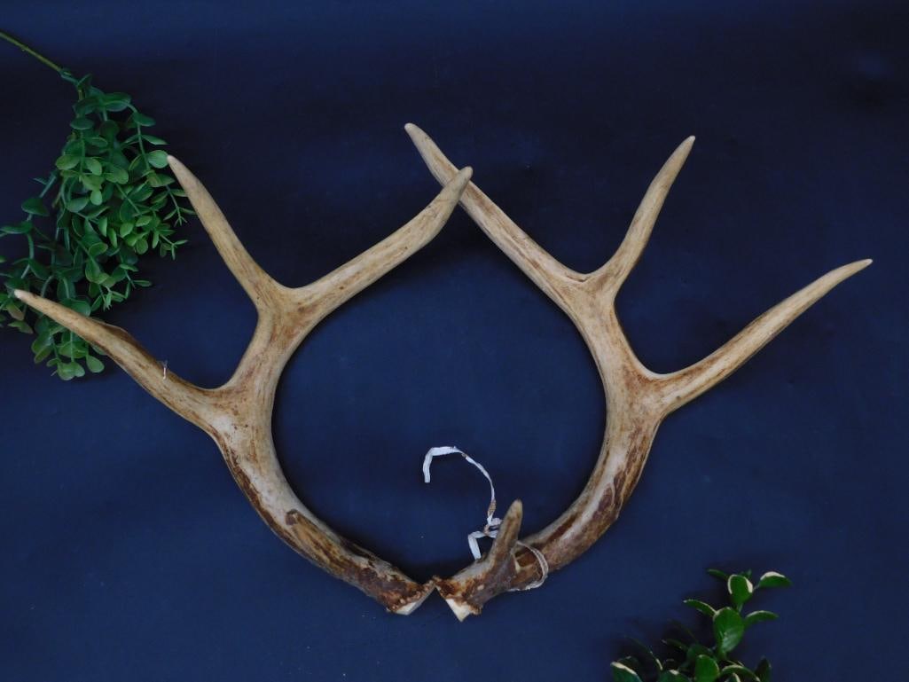 Deer Antlers with Four Points: Deer Antlers with Four Points