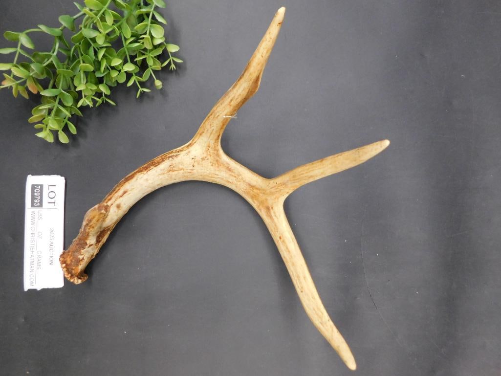 Deer Antlers with Four Points - 2