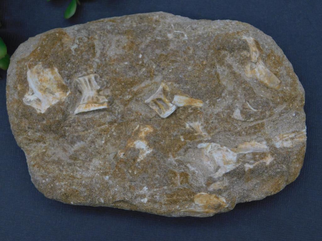 Fossil-Bearing Sedimentary Rock Specimen Rock Stone Lapidary Specimen: Fossil-Bearing Sedimentary Rock Specimen Rock Stone Lapidary Specimen